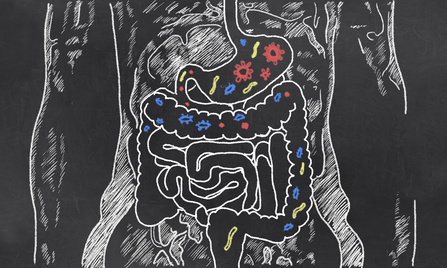 The gastrointestinal tract harbors the biggest part of microbiota