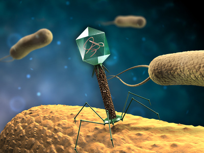 Phage infecting a bacterium