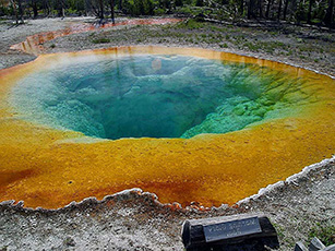 Archaea - mostly found in extreme ecosystems